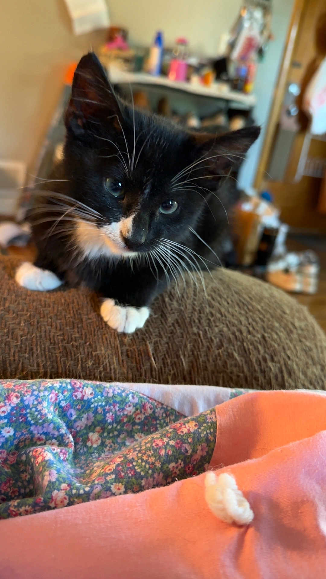 Spade is registered to the contest to win money with this photo: kitten, cat, black_and_white, whiskers, close_up, indoor, blanket, fabric, cozy, curious, pet, animal, feline, soft, texture, home, couch, fur, young, cute