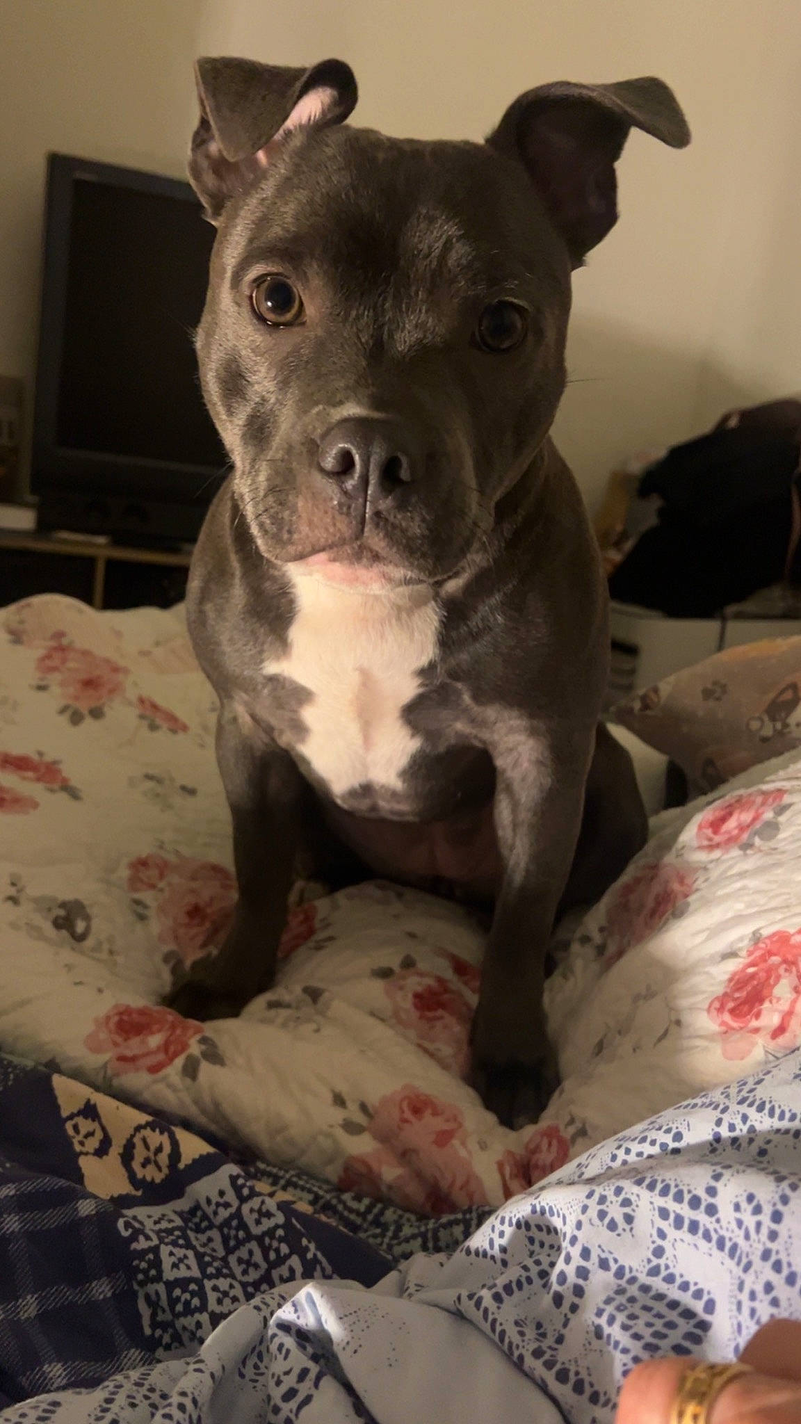 Cali a rejoint le concours — aidez-le/la à gagner de superbes lots ! canidae, carnivore, comfort, companion_dog, cordoba_fighting_dog, dog, dog_breed, fawn, grey, linens, non_sporting_group, snout, sporting_group, terrestrial_animal, toy_dog, whiskers, working_animal