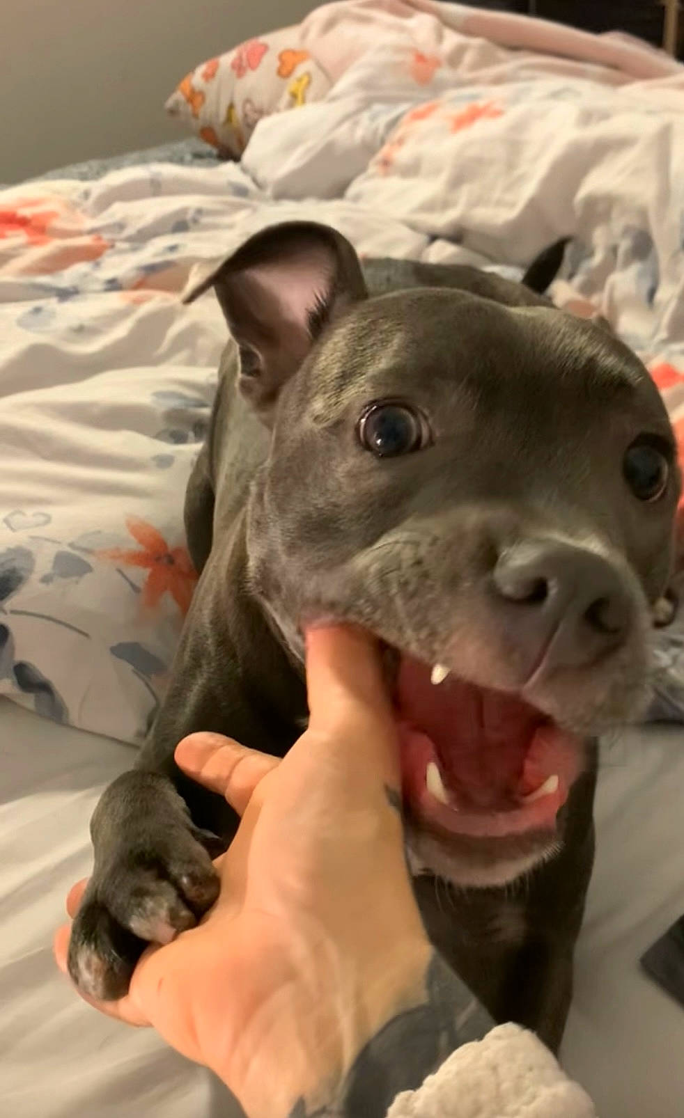 Cali participe au concours pour gagner de l'argent avec cette photo : bull_and_terrier, canidae, carnivore, comfort, companion_dog, dog, dog_breed, ear, fawn, fur, non_sporting_group, old_english_terrier, puppy, snout, sporting_group, terrestrial_animal, toy, whiskers, working_animal