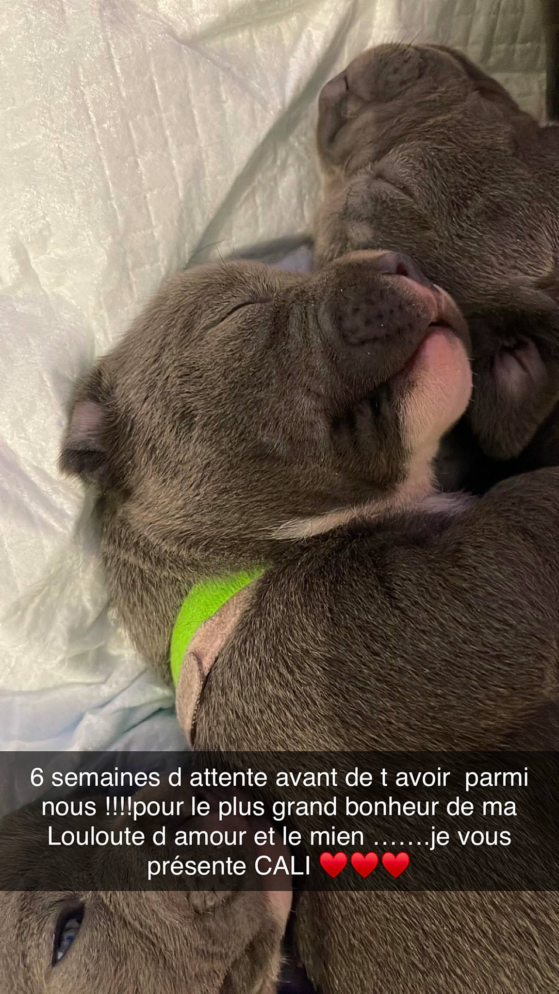 Cali a rejoint le concours — aidez-le/la à gagner de superbes lots ! carnivore, cat, comfort, domestic_short_haired_cat, ear, felidae, font, fur, liver, nap, paw, photo_caption, sleep, small_to_medium_sized_cats, snout, tail, terrestrial_animal, whiskers, wool, wrinkle