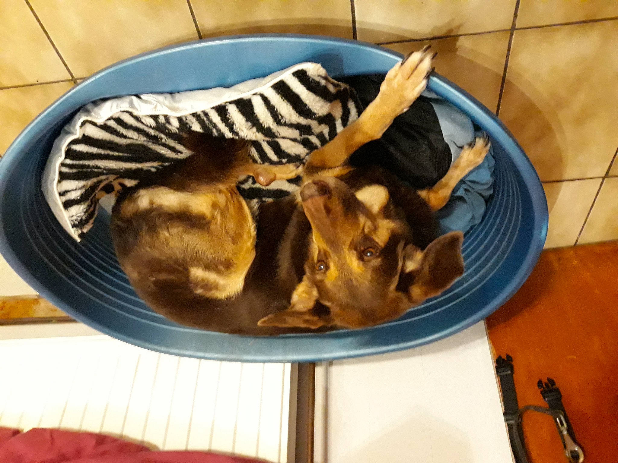 Lady a rejoint le concours — aidez-le/la à gagner de superbes lots ! canidae, carnivore, comfort, companion_dog, dog_bed, dog_breed, fawn, felidae, flooring, fur, hide, horn, paw, recreation, small_to_medium_sized_cats, snout, sporting_group, terrestrial_animal, wood, working_animal