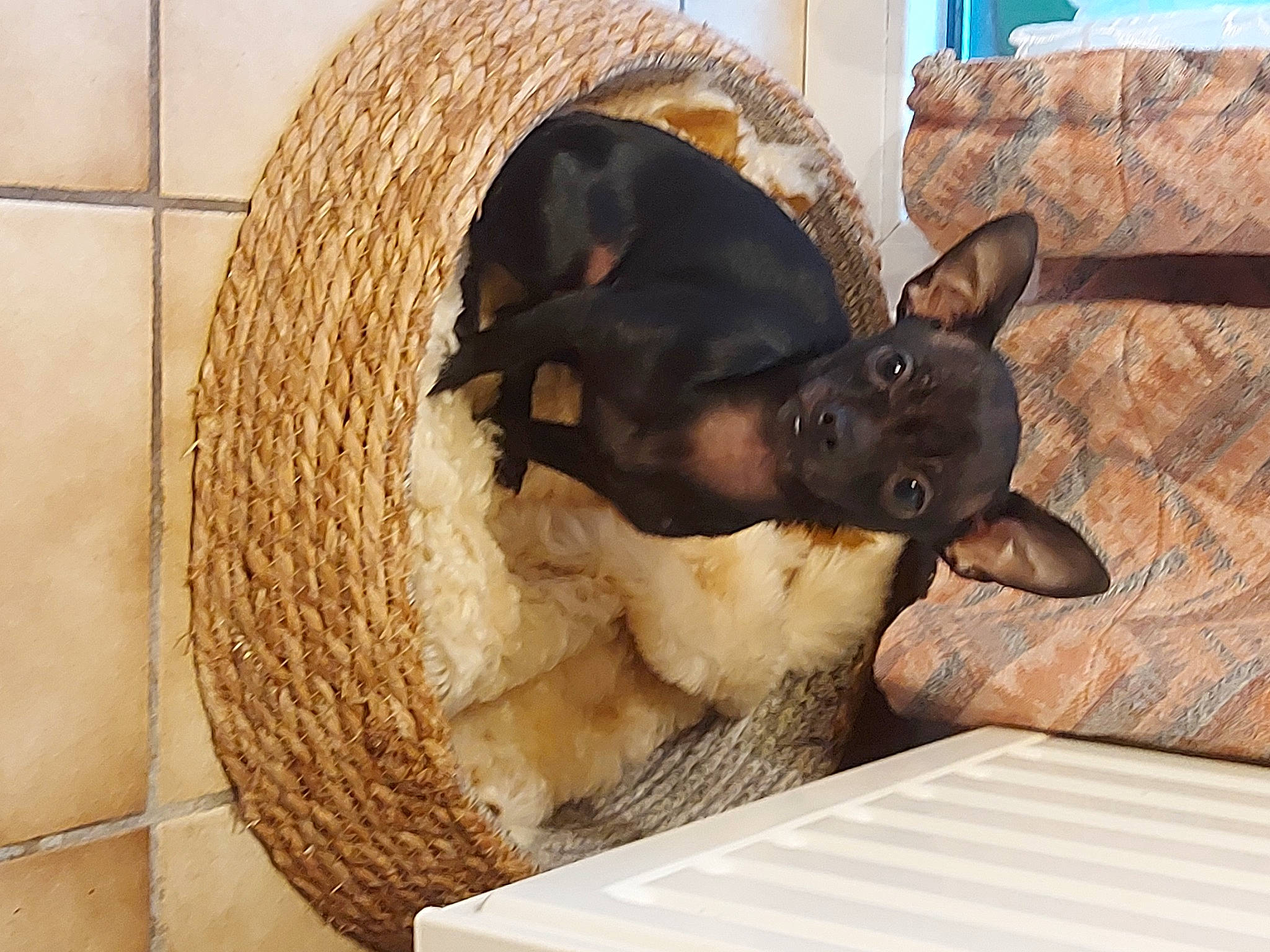 Sakura a rejoint le concours — aidez-le/la à gagner de superbes lots ! canidae, carnivore, comfort, companion_dog, dog, dog_breed, ear, fawn, felidae, fur, hardwood, liver, snout, sporting_group, terrestrial_animal, toy, toy_dog, whiskers, wood, working_animal