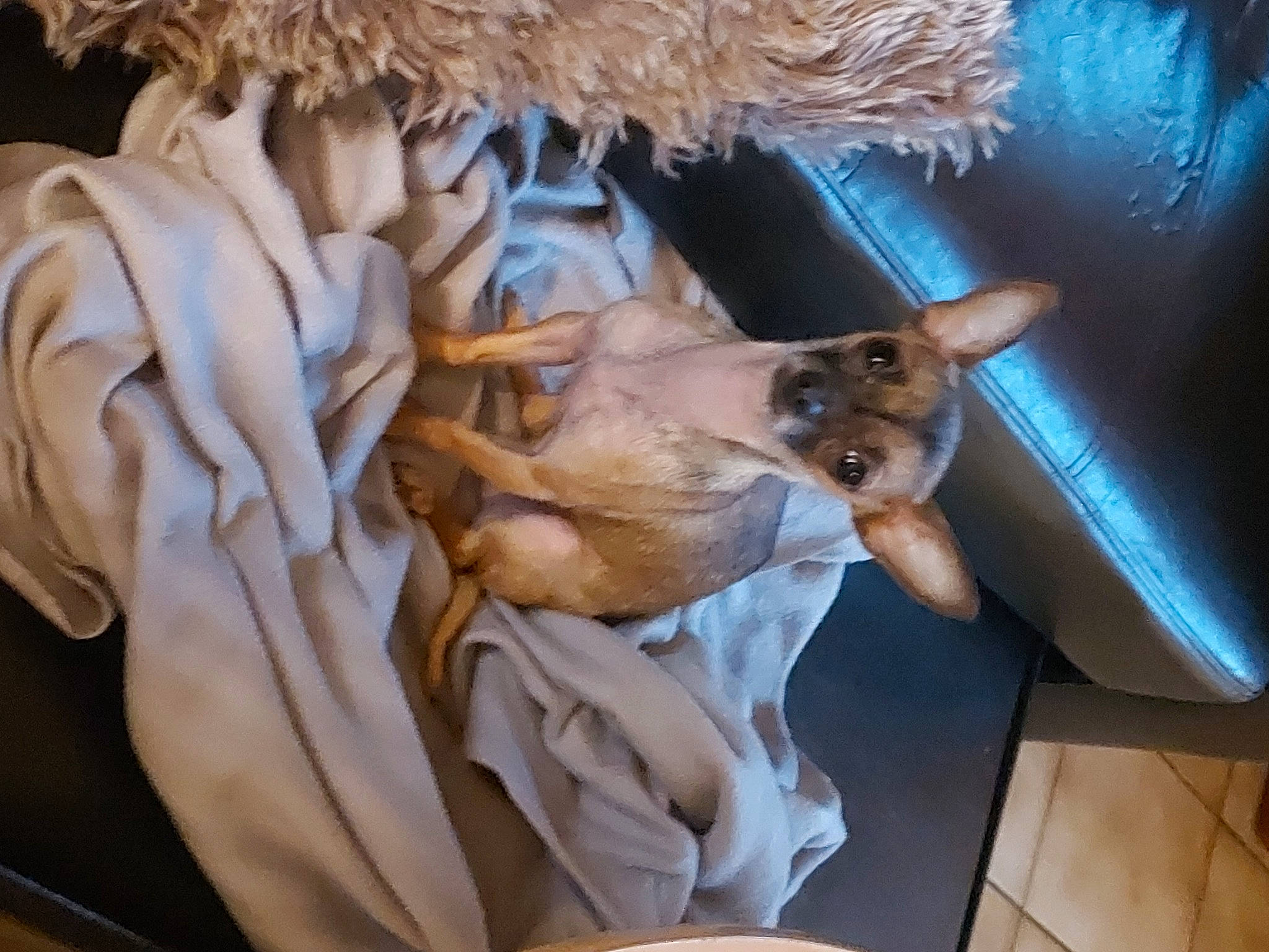 Mew participe au concours pour gagner de l'argent avec cette photo : art, canidae, carnivore, comfort, companion_dog, dog, dog_breed, fawn, felidae, fur, linens, nap, natural_material, paw, small_to_medium_sized_cats, sporting_group, tail, toy_dog, whiskers, wood