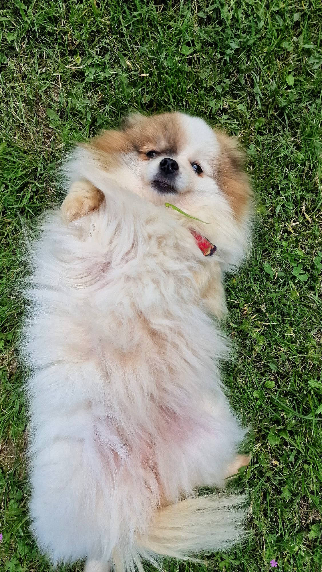 Lilas a rejoint le concours — aidez-le/la à gagner de superbes lots ! canidae, carnivore, companion_dog, dog, dog_breed, fawn, fur, german_spitz, german_spitz_klein, german_spitz_mittel, grass, liver, maltepoo, snout, spitz, sporting_group, toy_dog, volpino_italiano, whiskers, working_animal