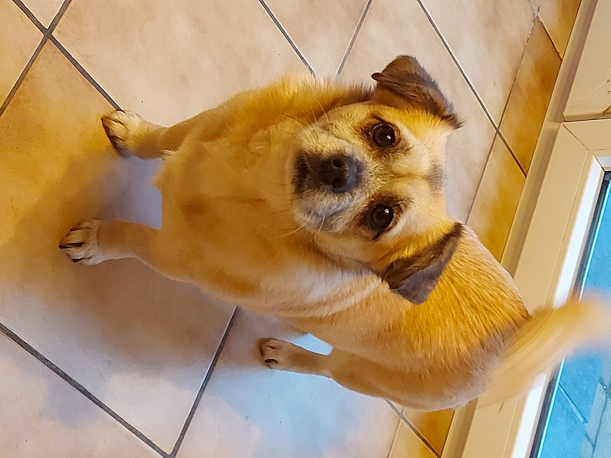 Aiko a rejoint le concours — aidez-le/la à gagner de superbes lots ! carnivore, collar, companion_dog, dog, dog_breed, dog_collar, ear, eyewear, fawn, fur, leash, paw, pet_supply, snout, sporting_group, tail, tile_flooring, whiskers, wood, working_animal