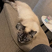 Ubya a rejoint le concours — aidez-le/la à gagner de superbes lots ! cat, siamese_cat, furniture, couch, indoor, relaxed, pet, animal, table, candle, beige, fluffy, lazy, resting, home, cozy, curtains, domestic, mammal, comfortable