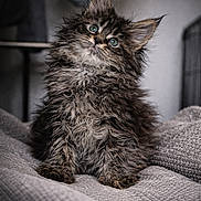 Bloom participe au concours pour gagner de l'argent avec cette photo : kitten, cat, fluffy, pet, cute, indoor, gray_blanket, curious, furry, young, small_animal, animal, portrait, cozy, texture, head_tilt, wide_eyes, domestic_cat, feline, soft_lighting