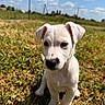 Bounty a rejoint le concours — aidez-le/la à gagner de superbes lots ! puppy, dog, white_dog, grass, outdoor, sunny, nature, animal, cute, pet, young_dog, sky, clouds, field, fur, ears, nose, sitting, daytime, adorable