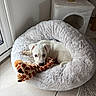 Bounty a rejoint le concours — aidez-le/la à gagner de superbes lots ! puppy, dog, white_dog, plush_toy, giraffe_toy, pet_bed, fluffy_bed, indoor, tile_floor, window, natural_light, curious, young_dog, cozy, pet, animal, small_dog, cute, resting, home