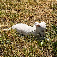 Bounty participe au concours pour gagner de l'argent avec cette photo : puppy, dog, white_dog, grass, dry_grass, outdoor, nature, sunlight, animal, pet, lying_down, curious, small_dog, young_dog, mammal, field, summer, playful, canine, daytime