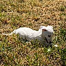 puppy, dog, white_dog, grass, dry_grass, outdoor, nature, sunlight, animal, pet, lying_down, curious, small_dog, young_dog, mammal, field, summer, playful, canine, daytime