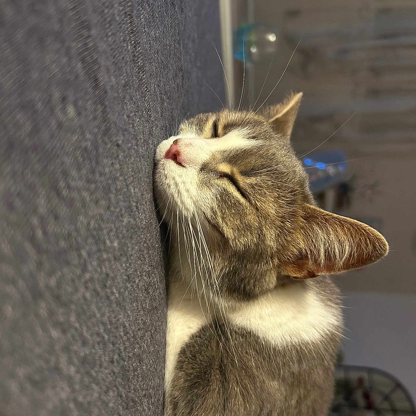 Nala a rejoint le concours — aidez-le/la à gagner de superbes lots ! animal, cat, closeup, cozy, cute, domestic_cat, feline, fur, home, indoor, mammal, nap, peaceful, pet, relaxed, resting, sleeping, soft_surface, tabby, whiskers