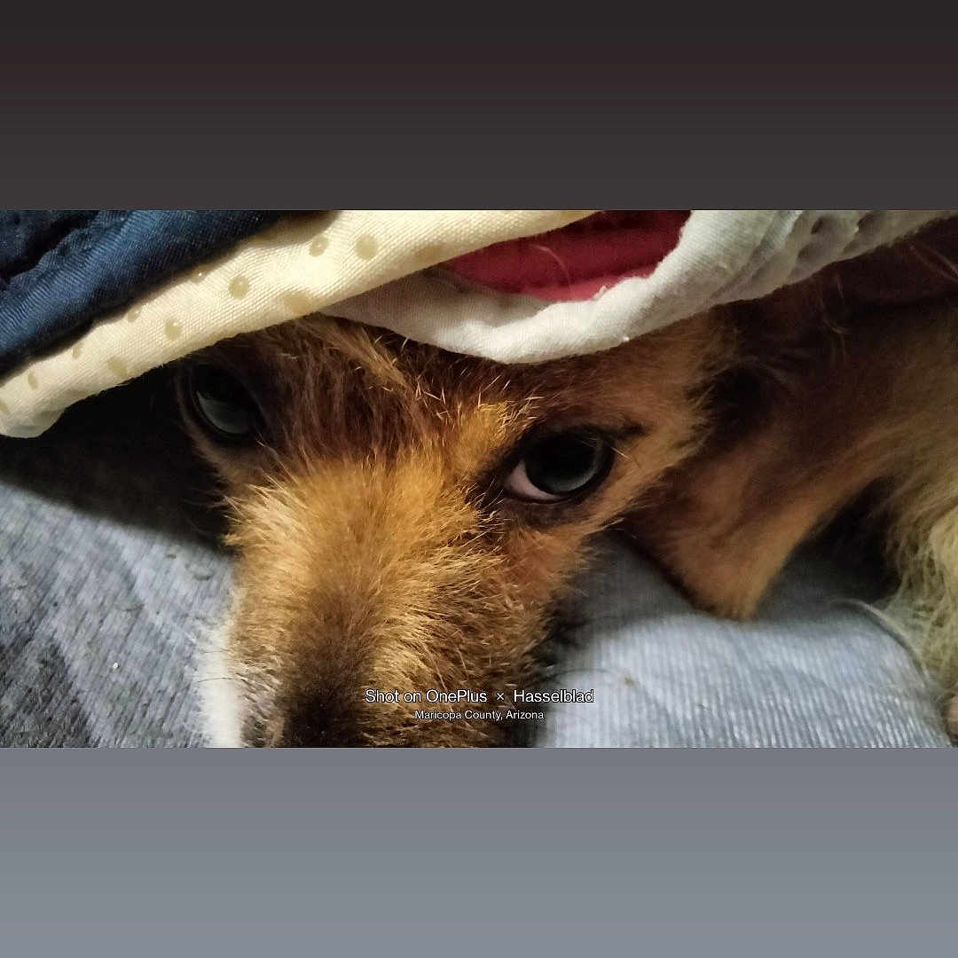 Mama Spoil is registered to the contest to win money with this photo: canidae, carnivore, comfort, companion_dog, dog, dog_breed, ear, eyelash, felidae, fur, human_leg, linens, liver, paw, selfie, snout, sporting_group, whiskers, wood, working_animal