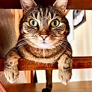 Pôlette a rejoint le concours — aidez-le/la à gagner de superbes lots ! animal, cat, close_up, collar, curious, cute, domestic_cat, feline, fur, indoor, looking, paws, pet, pink_nose, resting, stairs, tabby, whiskers, wide_eyes, wooden