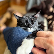 Jelly is registered to the contest to win money with this photo: cat, black_and_white, sleeping, paw, hand, denim, leg, indoor, blurred_background, cozy, relaxing, pet, feline, whiskers, closeup, resting, comfort, domestic_animal, companion, nap
