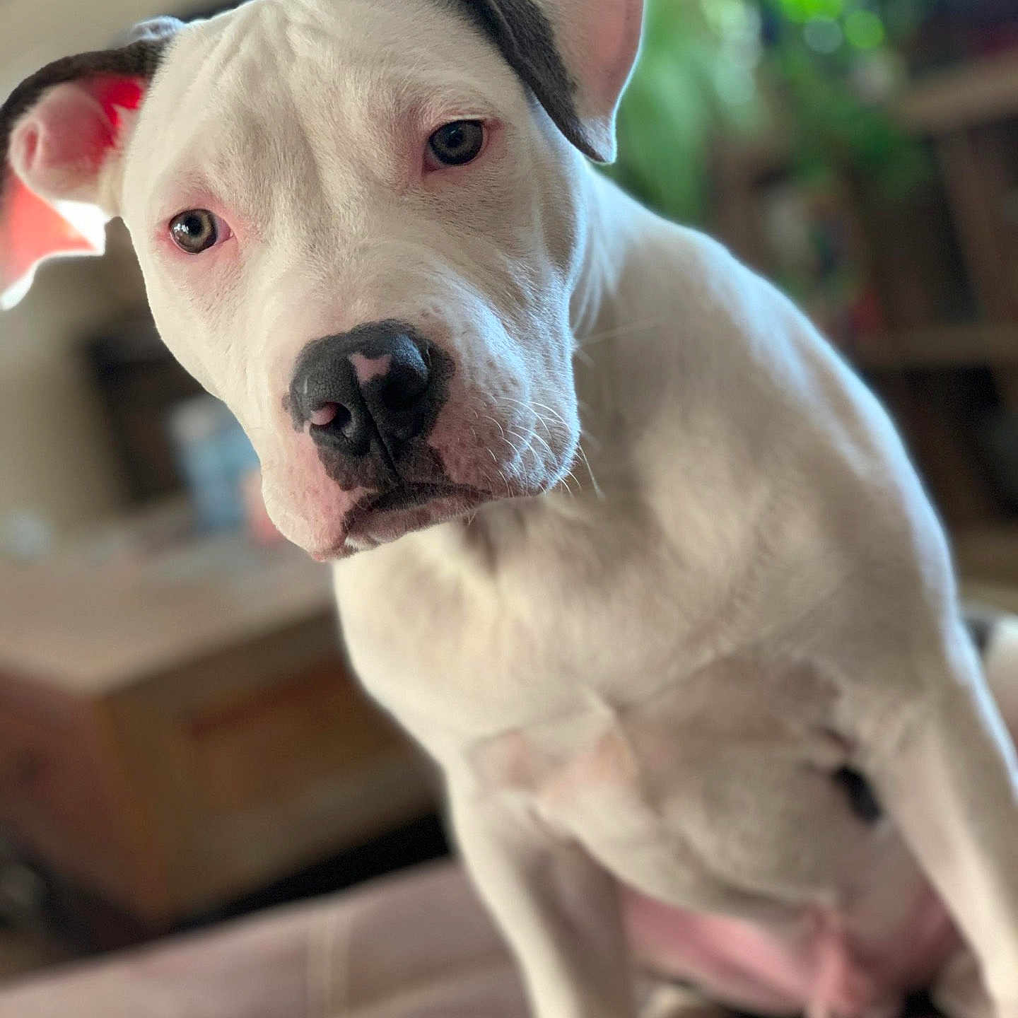 Duke