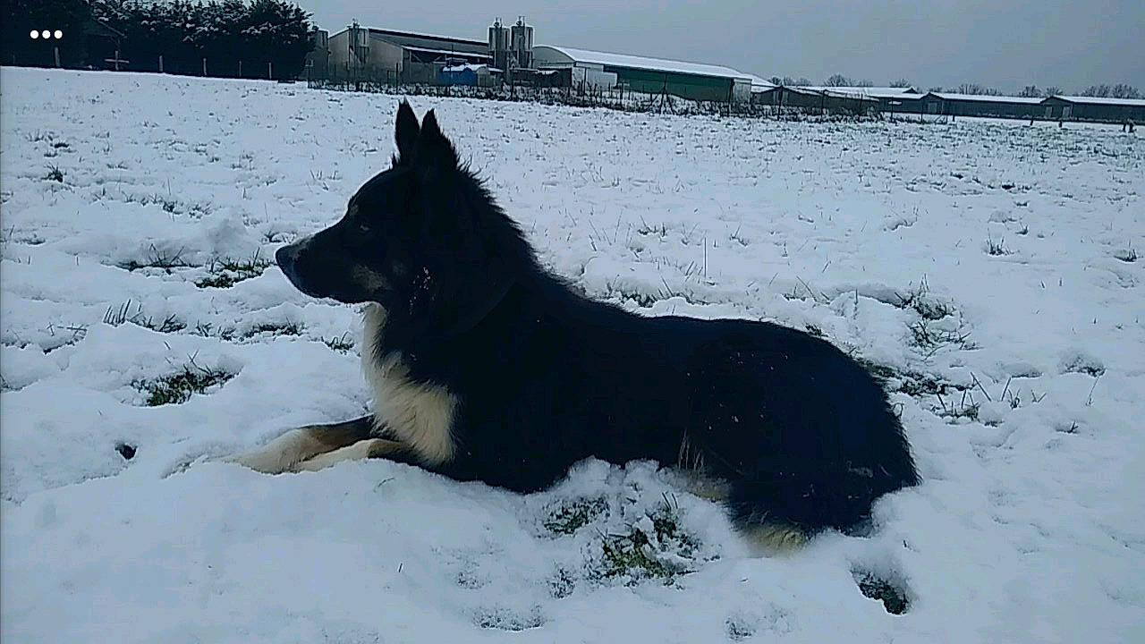 Djee a rejoint le concours — aidez-le/la à gagner de superbes lots ! belgian_shepherd, black_norwegian_elkhound, canidae, carnivore, dog, dog_breed, east_european_shepherd, laika, lapponian_herder, mammal, native_american_indian_dog, russo_european_laika, shiloh_shepherd_dog, snow, vertebrate, winter