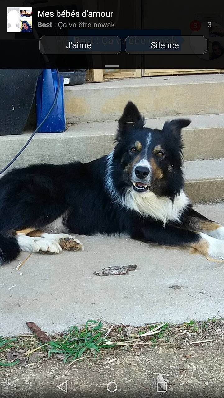 Djee a rejoint le concours — aidez-le/la à gagner de superbes lots ! australian_collie, australian_shepherd, border_collie, canidae, carnivore, collie, companion_dog, dog, dog_breed, english_shepherd, herding_dog, mammal, rare_breed_dog, snout, vertebrate, welsh_sheepdog, working_dog