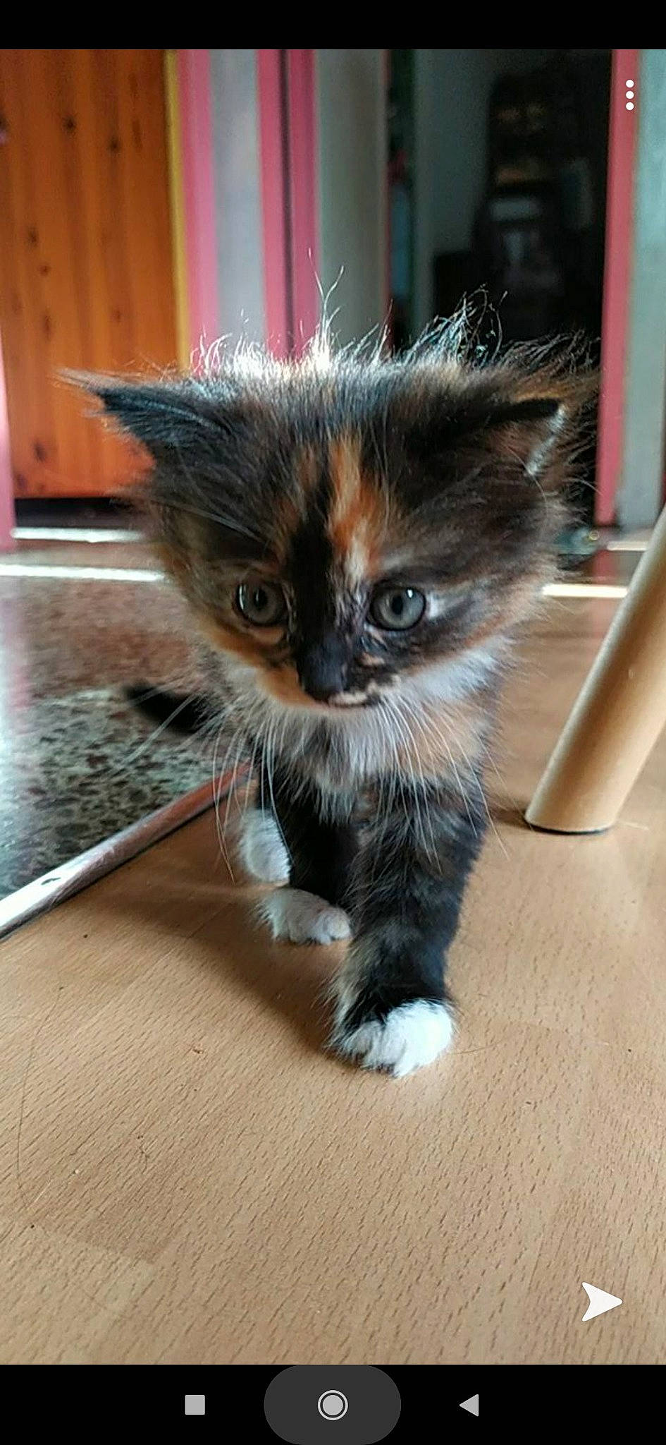 Sibelle