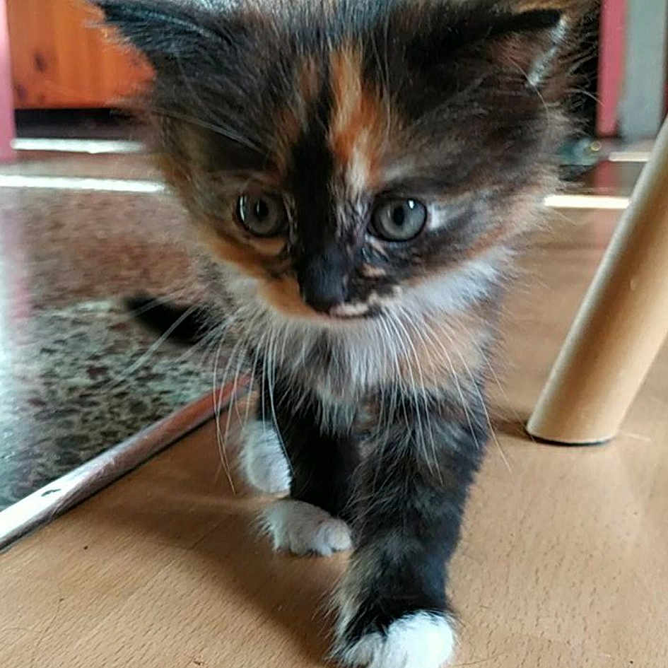 Sibelle