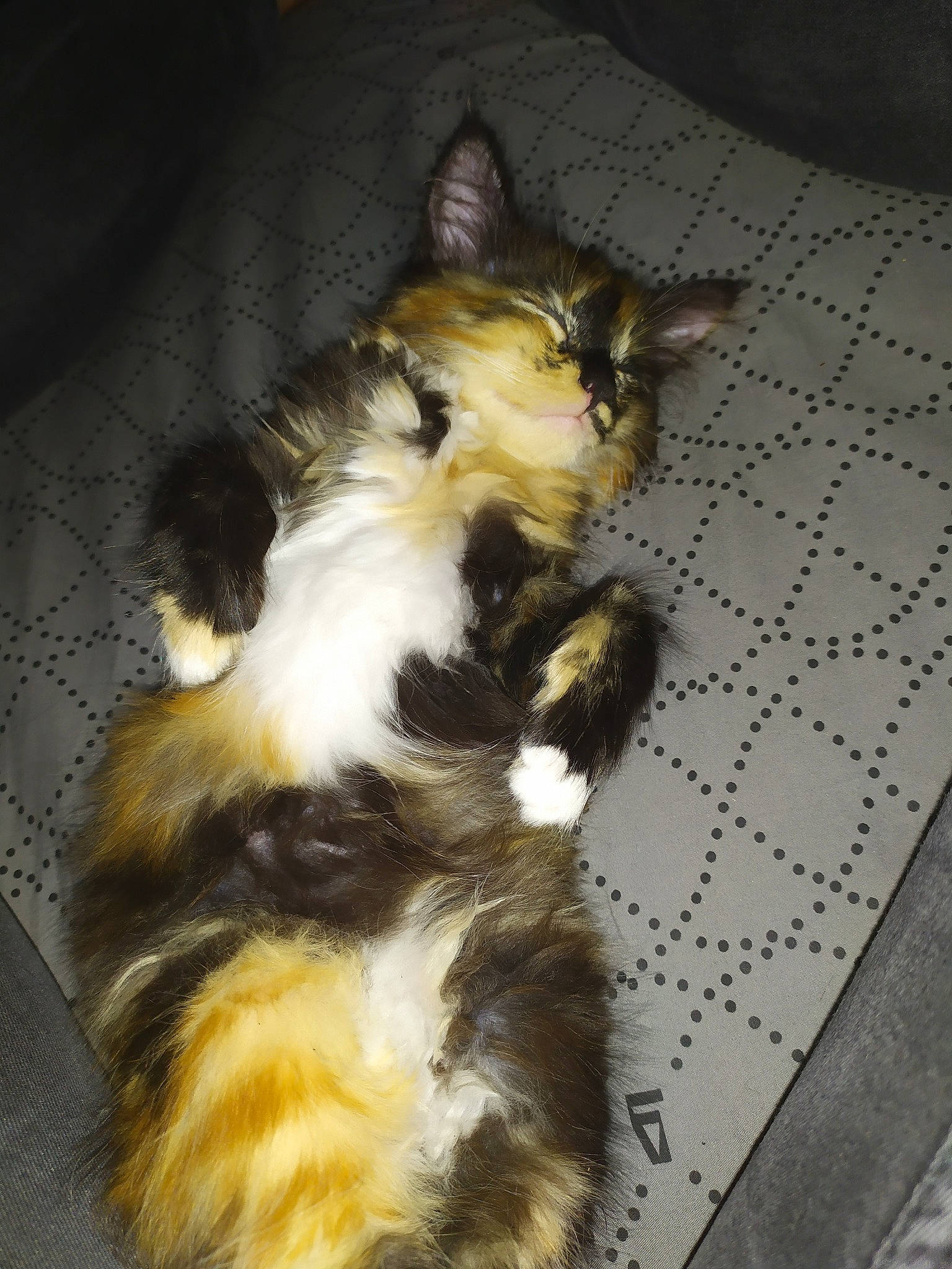 Sibelle a rejoint le concours — aidez-le/la à gagner de superbes lots ! canidae, carnivore, cat, dog_breed, domestic_long_haired_cat, european_shorthair, fawn, felidae, fur, kitten, mammal, norwegian_forest_cat, small_to_medium_sized_cats, tail, whiskers