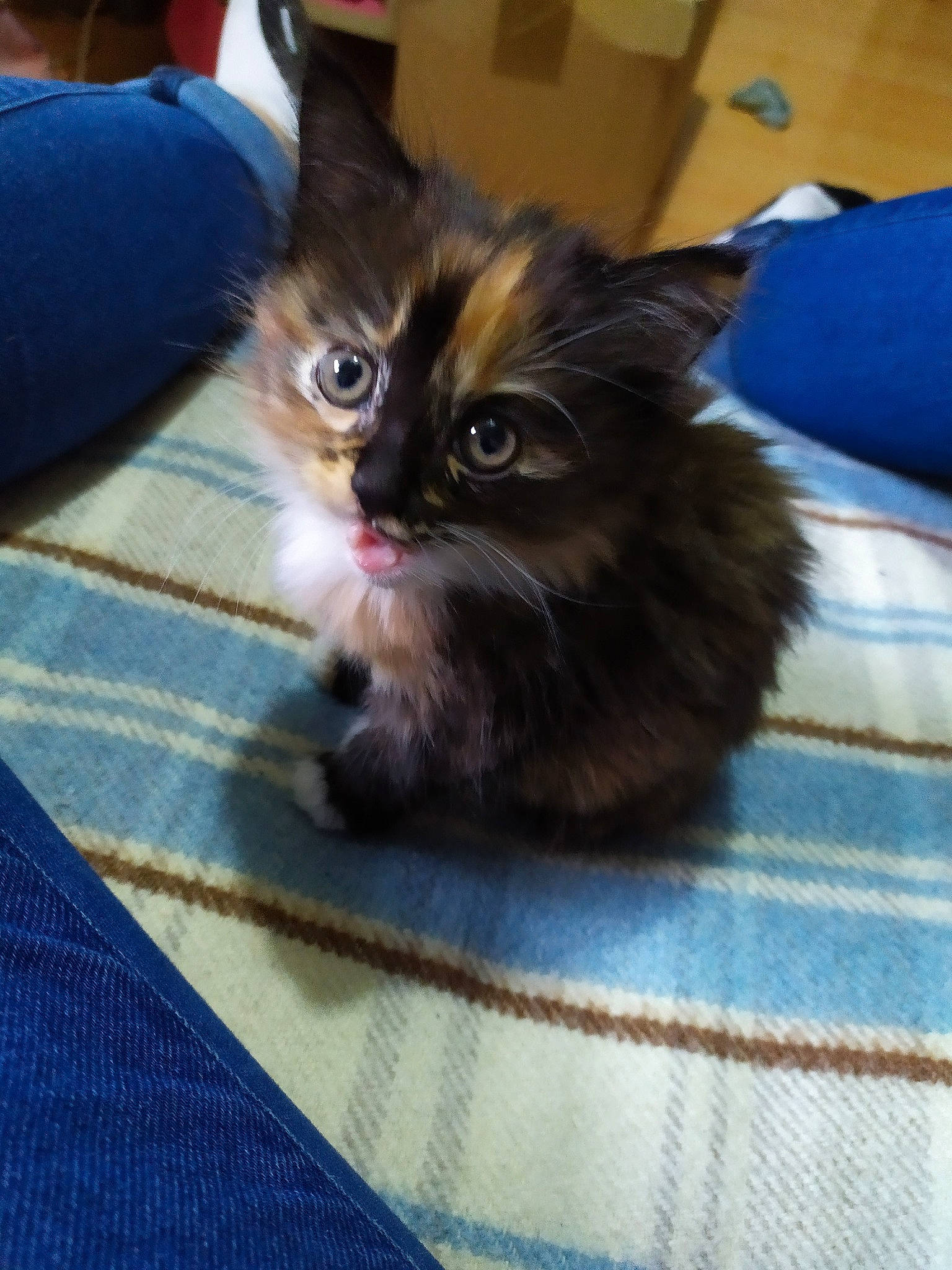 Sibelle a rejoint le concours — aidez-le/la à gagner de superbes lots ! asian, asian_semi_longhair, british_semi_longhair, carnivore, cat, domestic_long_haired_cat, fawn, felidae, fur, kitten, maine_coon, mammal, napoleon_cat, norwegian_forest_cat, ragamuffin, small_to_medium_sized_cats, vertebrate, whiskers