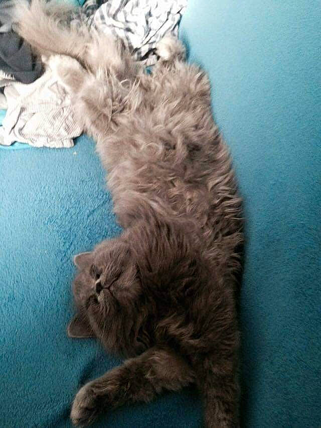 Yuna a rejoint le concours — aidez-le/la à gagner de superbes lots ! british_longhair, canidae, carnivore, cat, claw, dog_breed, domestic_short_haired_cat, fawn, felidae, flooring, fur, grey, paw, small_to_medium_sized_cats, tail, whiskers