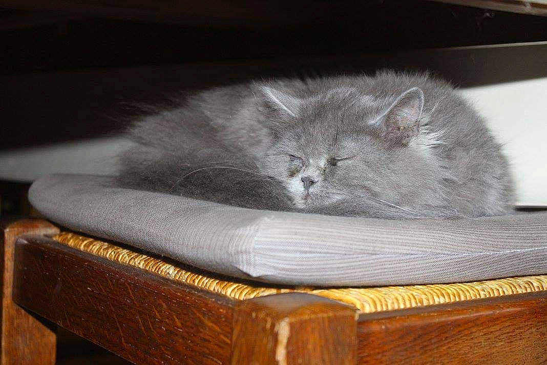 Yuna participe au concours pour gagner de l'argent avec cette photo : box, british_longhair, carnivore, cat, chair, claw, comfort, domestic_short_haired_cat, felidae, fur, grey, hardwood, leather, paw, publication, room, small_to_medium_sized_cats, tail, whiskers, wood