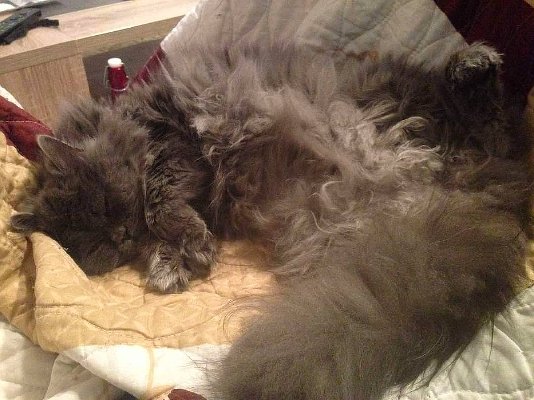 Yuna participe au concours pour gagner de l'argent avec cette photo : bed, canidae, carnivore, cat, cat_bed, comfort, companion_dog, dog_breed, fawn, felidae, fur, grey, liver, paw, small_to_medium_sized_cats, sporting_group, tail, terrier, whiskers, working_animal