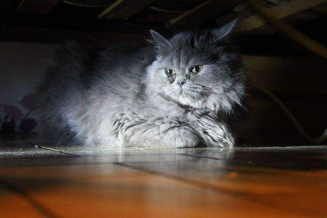 Yuna participe au concours pour gagner de l'argent avec cette photo : carnivore, cat, darkness, domestic_short_haired_cat, eye, felidae, floor, flooring, fur, grey, hardwood, laminate_flooring, paw, small_to_medium_sized_cats, snout, tail, terrestrial_animal, whiskers, wood, wood_flooring