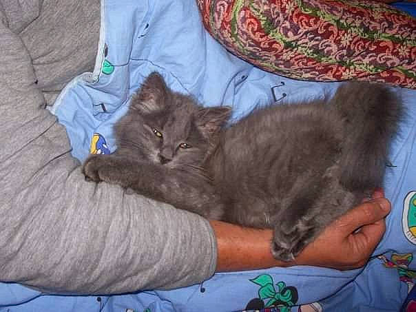 Billy a rejoint le concours — aidez-le/la à gagner de superbes lots ! carnivore, cat, claw, comfort, domestic_short_haired_cat, felidae, fur, grey, nap, small_to_medium_sized_cats, tail, whiskers