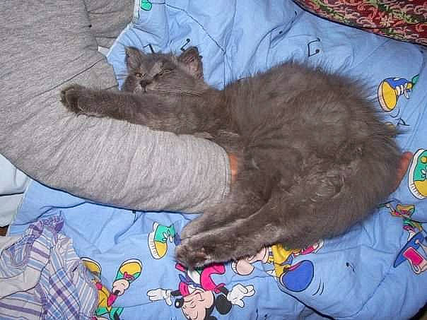 Billy participe au concours pour gagner de l'argent avec cette photo : black_cat, carnivore, cat, claw, comfort, dog_breed, domestic_short_haired_cat, felidae, fur, grey, linens, nap, paw, russian_blue, sleep, small_to_medium_sized_cats, tail, whiskers