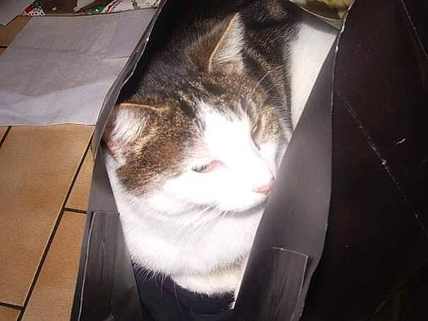 Lilou participe au concours pour gagner de l'argent avec cette photo : box, cardboard, carnivore, cat, comfort, domestic_short_haired_cat, felidae, flooring, fur, hardwood, small_to_medium_sized_cats, tail, tile_flooring, whiskers, wood