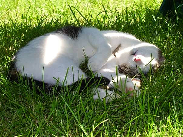 Lilou participe au concours pour gagner de l'argent avec cette photo : canidae, carnivore, companion_dog, dog, dog_breed, fawn, felidae, grass, grassland, non_sporting_group, pasture, paw, plant, puppy, small_to_medium_sized_cats, sporting_group, tail, terrestrial_animal, whiskers, wildlife