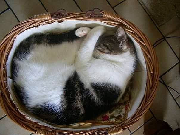 Lilou participe au concours pour gagner de l'argent avec cette photo : animal_shelter, canidae, carnivore, cat, cat_bed, cat_furniture, cat_supply, claw, comfort, domestic_short_haired_cat, felidae, fur, nap, paw, pet_supply, sleep, small_to_medium_sized_cats, tail, whiskers, wood