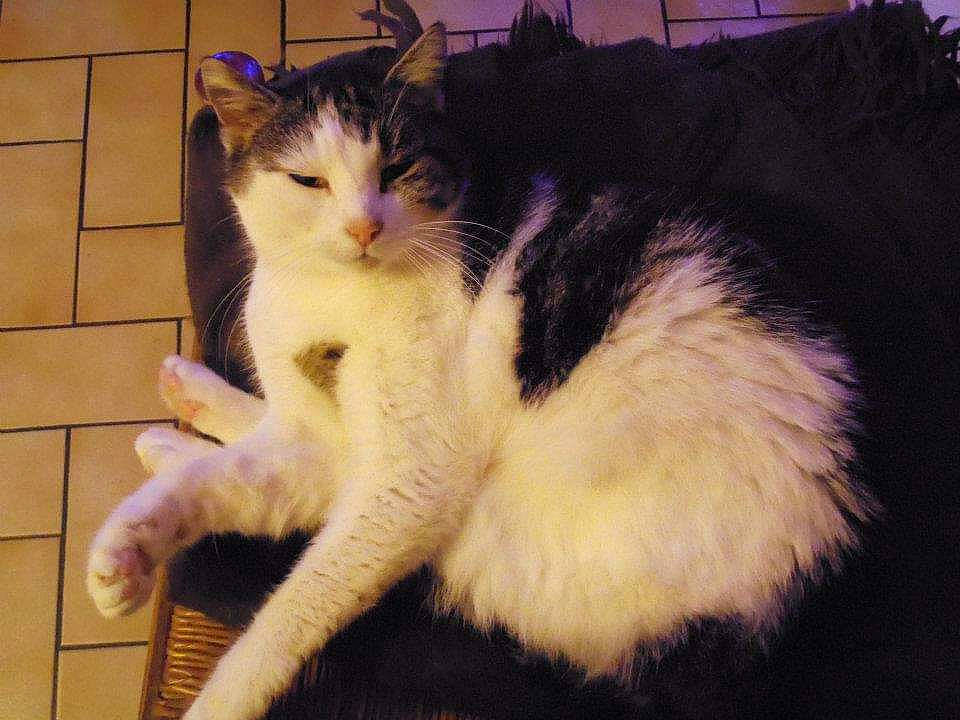 Lilou participe au concours pour gagner de l'argent avec cette photo : carnivore, cat, claw, domestic_short_haired_cat, fawn, felidae, flooring, foot, fur, paw, small_to_medium_sized_cats, snout, tail, terrestrial_animal, whiskers