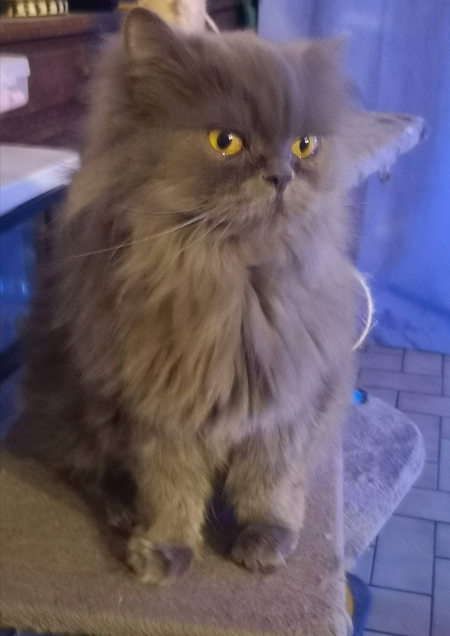 Lizzy a rejoint le concours — aidez-le/la à gagner de superbes lots ! box, british_longhair, carnivore, cat, electric_blue, eye, fawn, felidae, fur, hair, iris, maine_coon, persian, ragdoll, small_to_medium_sized_cats, snout, tail, terrestrial_animal, whiskers