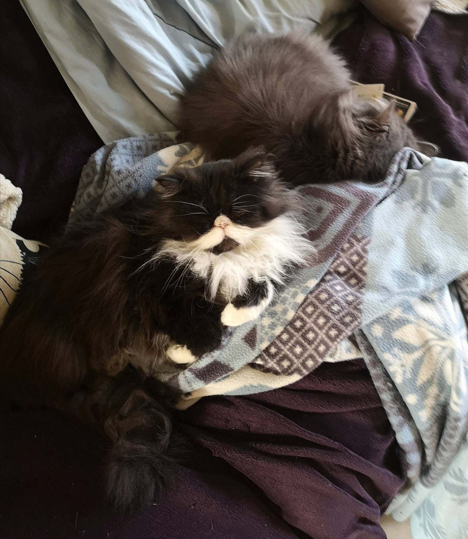 Lizzy a rejoint le concours — aidez-le/la à gagner de superbes lots ! bag, bed, canidae, carnivore, cat, claw, comfort, companion_dog, dog_breed, felidae, fur, grey, linens, liver, mammal, nap, sleep, small_to_medium_sized_cats, sporting_group, whiskers