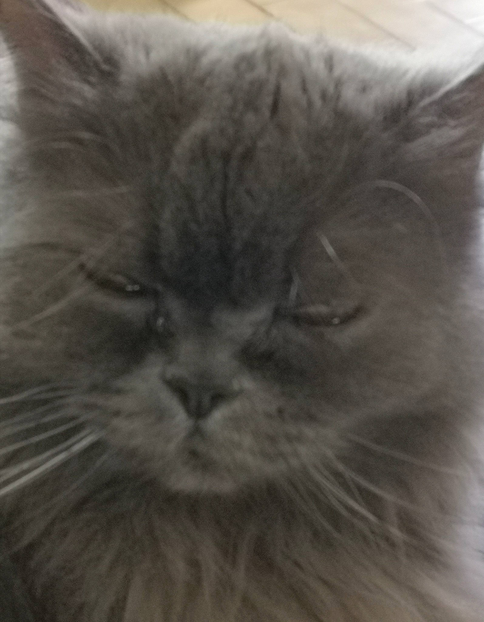 Lizzy a rejoint le concours — aidez-le/la à gagner de superbes lots ! british_longhair, carnivore, cat, close_up, eye, felidae, fur, grey, hair, monochrome_photography, persian, small_to_medium_sized_cats, snout, terrestrial_animal, whiskers