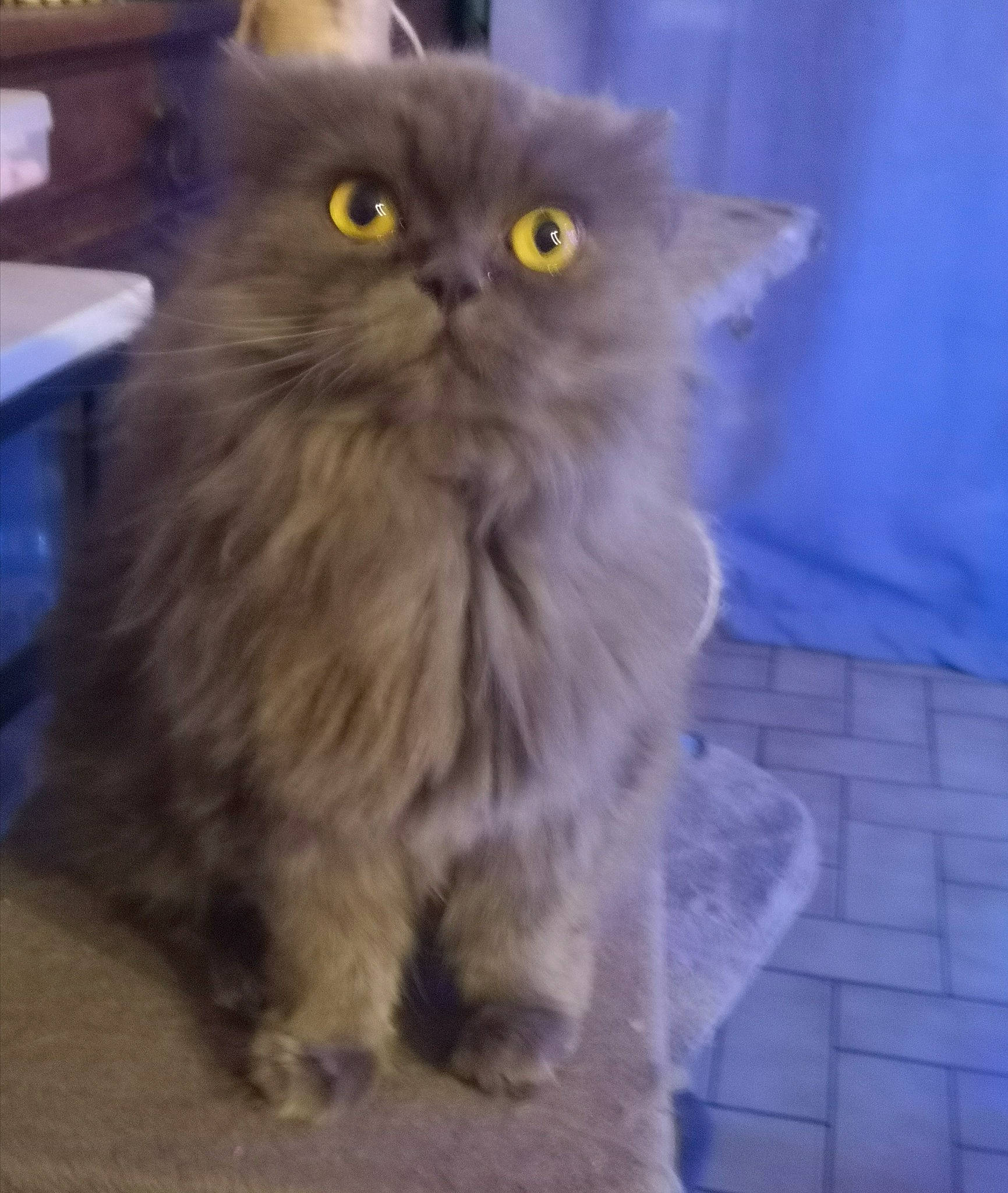 Lizzy participe au concours pour gagner de l'argent avec cette photo : british_longhair, carnivore, cat, claw, electric_blue, eye, fawn, felidae, flooring, fur, paw, persian, siberian, small_to_medium_sized_cats, snout, tail, terrestrial_animal, whiskers, working_animal