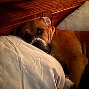 Ozzie is registered to the contest to win money with this photo: animal, bed, brown_dog, canine, closeup, comfort, dog, domestic_animal, face, fur, headboard, indoors, lying_down, paw, pet, pillow, relaxing, resting, sleepy, wood