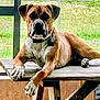 dog, brown_dog, white_dog, outdoor, table, wooden_table, grass, fence, pet, animal, canine, collar, relaxed, lying_down, front_paws, ears, face, snout, backyard, daylight