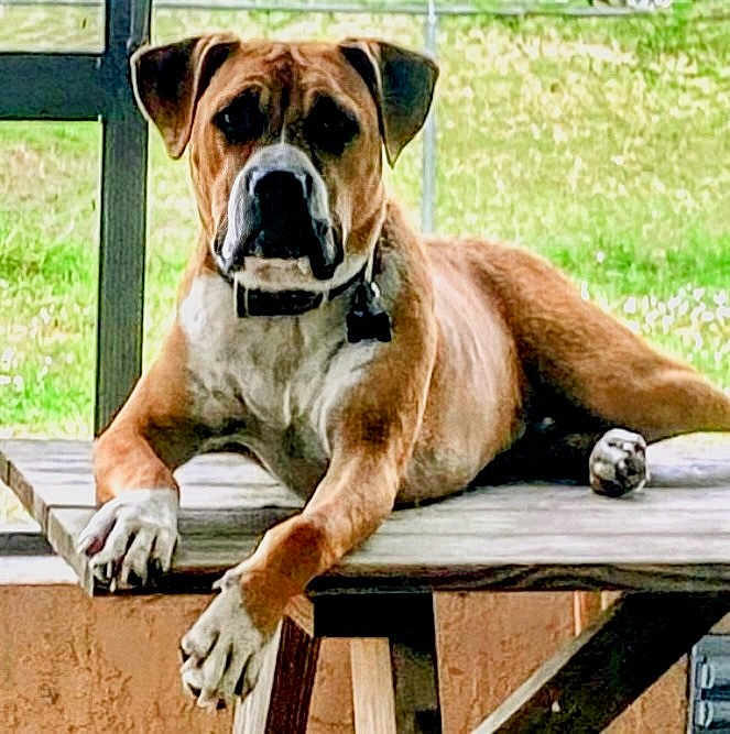 Ozzie joined the competition — help win amazing prizes! dog, brown_dog, white_dog, outdoor, table, wooden_table, grass, fence, pet, animal, canine, collar, relaxed, lying_down, front_paws, ears, face, snout, backyard, daylight