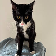 Albin participe au concours pour gagner de l'argent avec cette photo : blanket, cat, close_up, curious, domestic_cat, ears, feline, fur, indoor, kitten, looking_at_camera, paws, pet, pink_nose, portrait, sitting, soft_texture, tuxedo_cat, whiskers, white_background