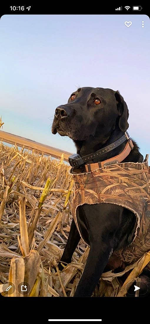 Kota joined the competition — help win amazing prizes! agriculture, art, canidae, carnivore, dog, dog_breed, fawn, grass, grassland, landscape, liver, people_in_nature, plant, prairie, sky, snout, soil, terrestrial_animal, wood, working_animal