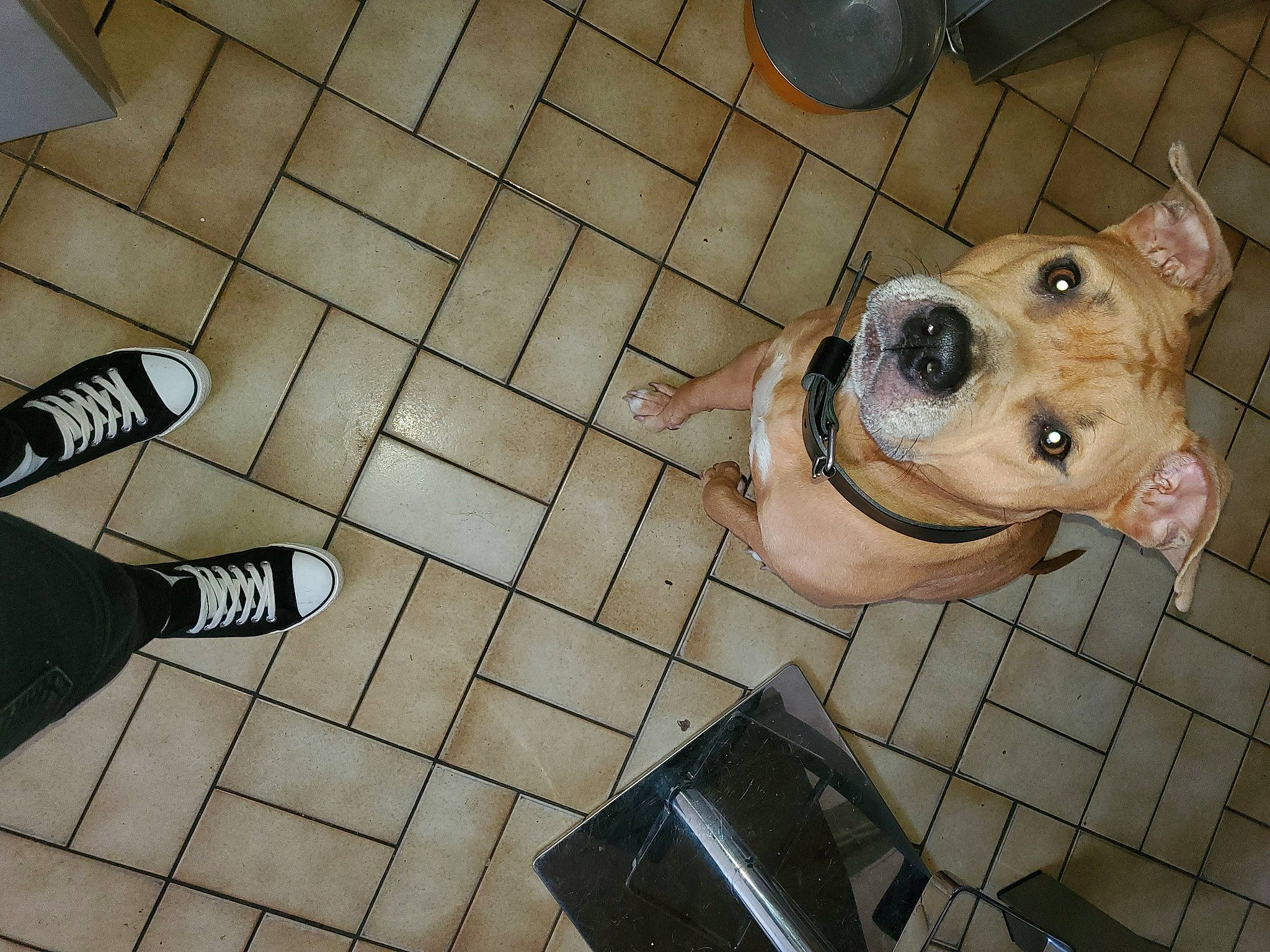 Orca participe au concours pour gagner de l'argent avec cette photo : carnivore, collar, companion_dog, dog, dog_breed, dog_collar, dog_supply, fawn, flooring, hardwood, human_leg, jaw, metal, pet_supply, snout, sporting_group, walking_shoe, whiskers, white, working_animal