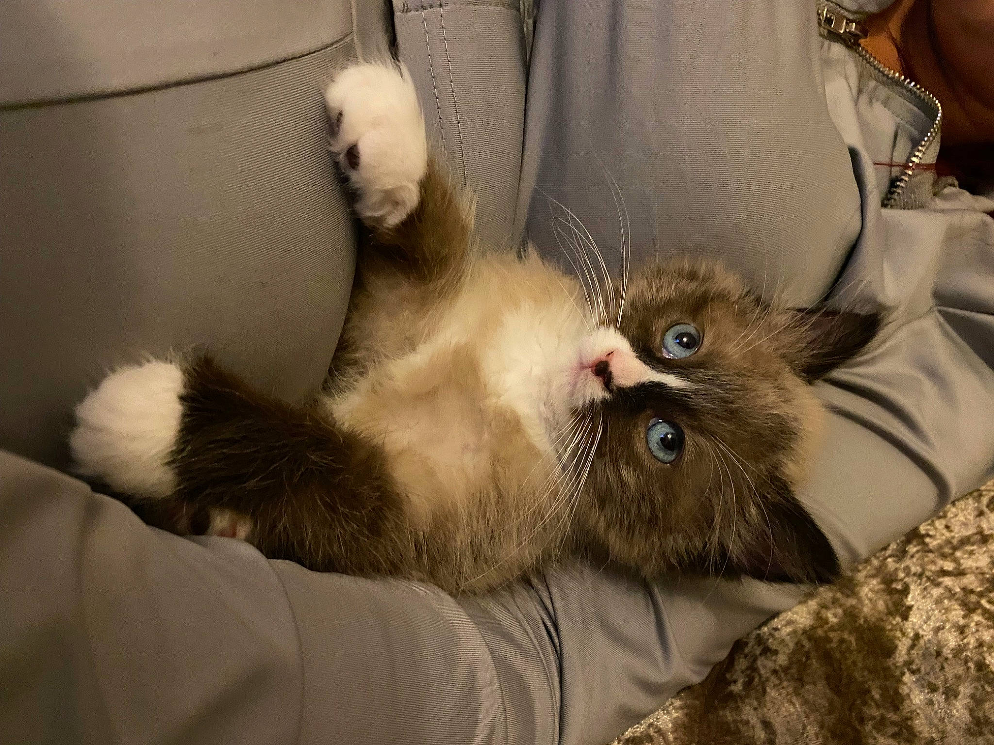 Darla joined the competition — help win amazing prizes! carnivore, cat, claw, comfort, domestic_short_haired_cat, fawn, felidae, foot, fur, liver, nap, paw, siamese, small_to_medium_sized_cats, snout, tail, whiskers