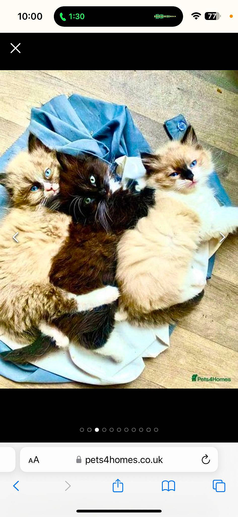 Darla is registered to the contest to win money with this photo: art, carnivore, cat, cat_supply, claw, comfort, companion_dog, dog_breed, event, fawn, felidae, fur, paw, siamese, small_to_medium_sized_cats, tail, terrestrial_animal, whiskers