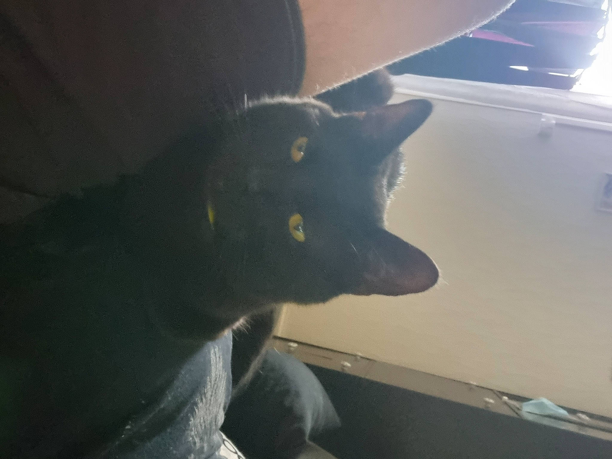 Mes Loulous. participe au concours pour gagner de l'argent avec cette photo : black_cat, bombay, carnivore, cat, dog_breed, domestic_short_haired_cat, felidae, fur, small_to_medium_sized_cats, snout, tail, tints_and_shades, vehicle_door, whiskers