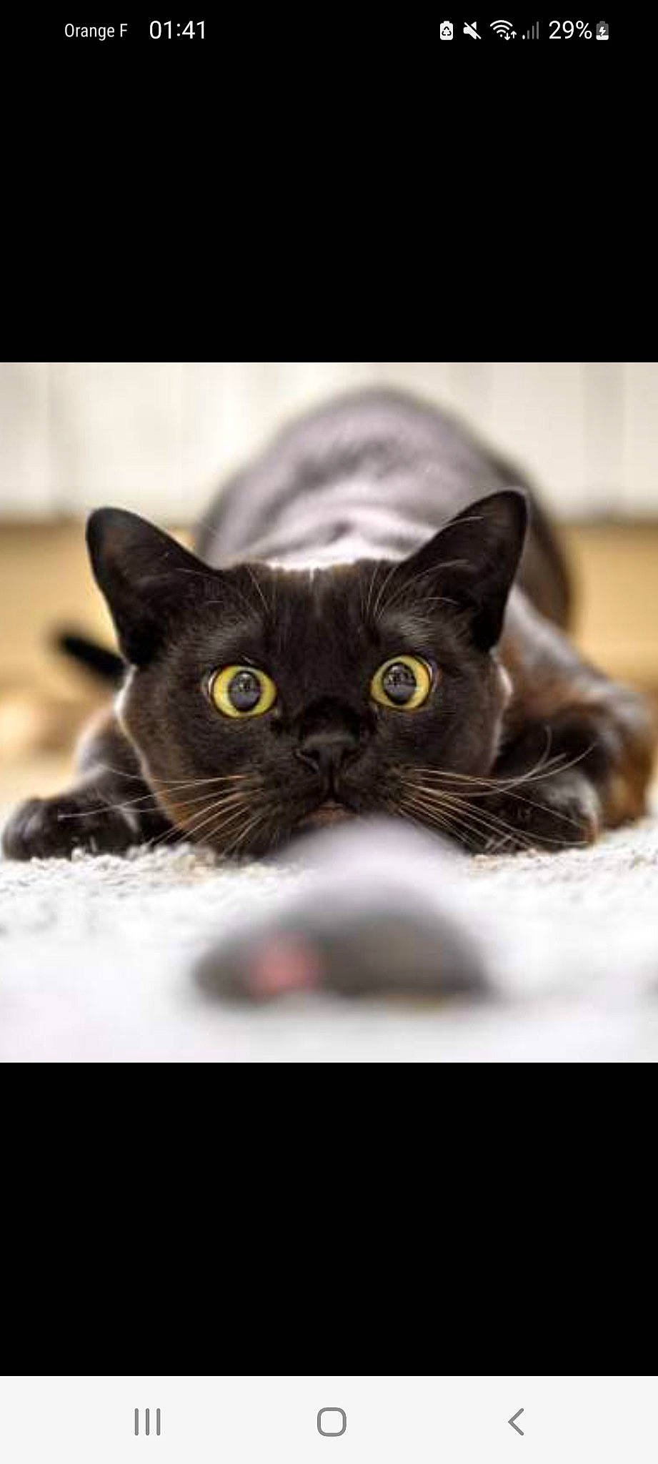 Mes Loulous. participe au concours pour gagner de l'argent avec cette photo : black_cat, bombay, carnivore, cat, domestic_short_haired_cat, felidae, fur, grey, mammal, small_to_medium_sized_cats, snout, terrestrial_animal, vertebrate, whiskers